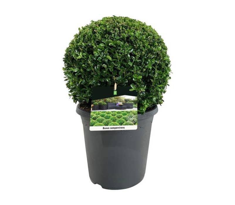 Buxus sempervirens
