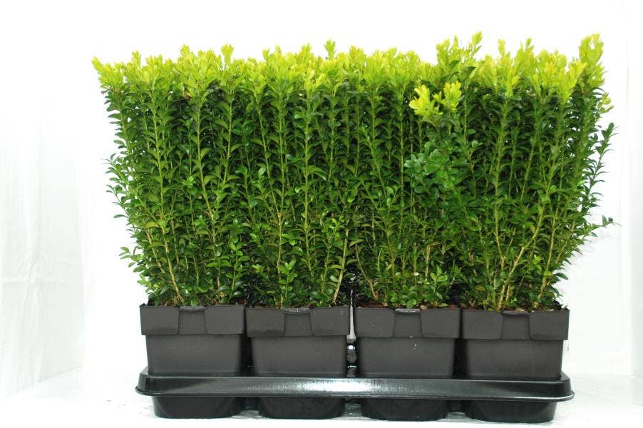 Buxus sempervirens
