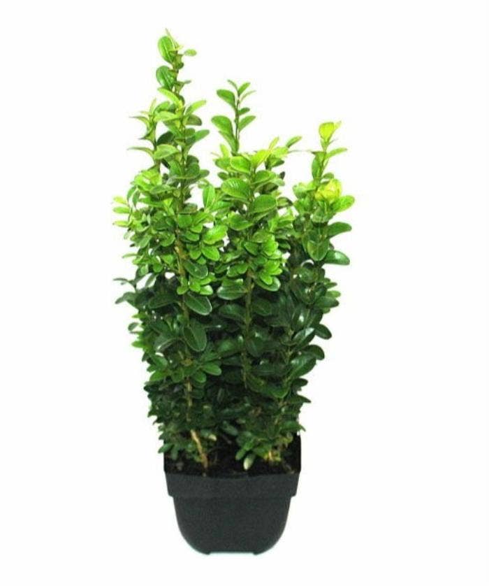 Buxus sempervirens