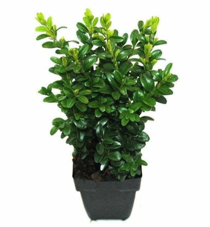 Buxus sempervirens