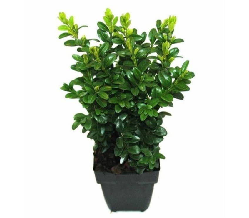 Buxus sempervirens