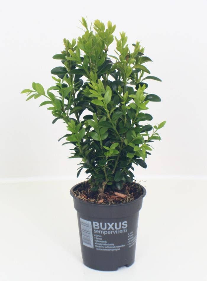 Buxus sempervirens