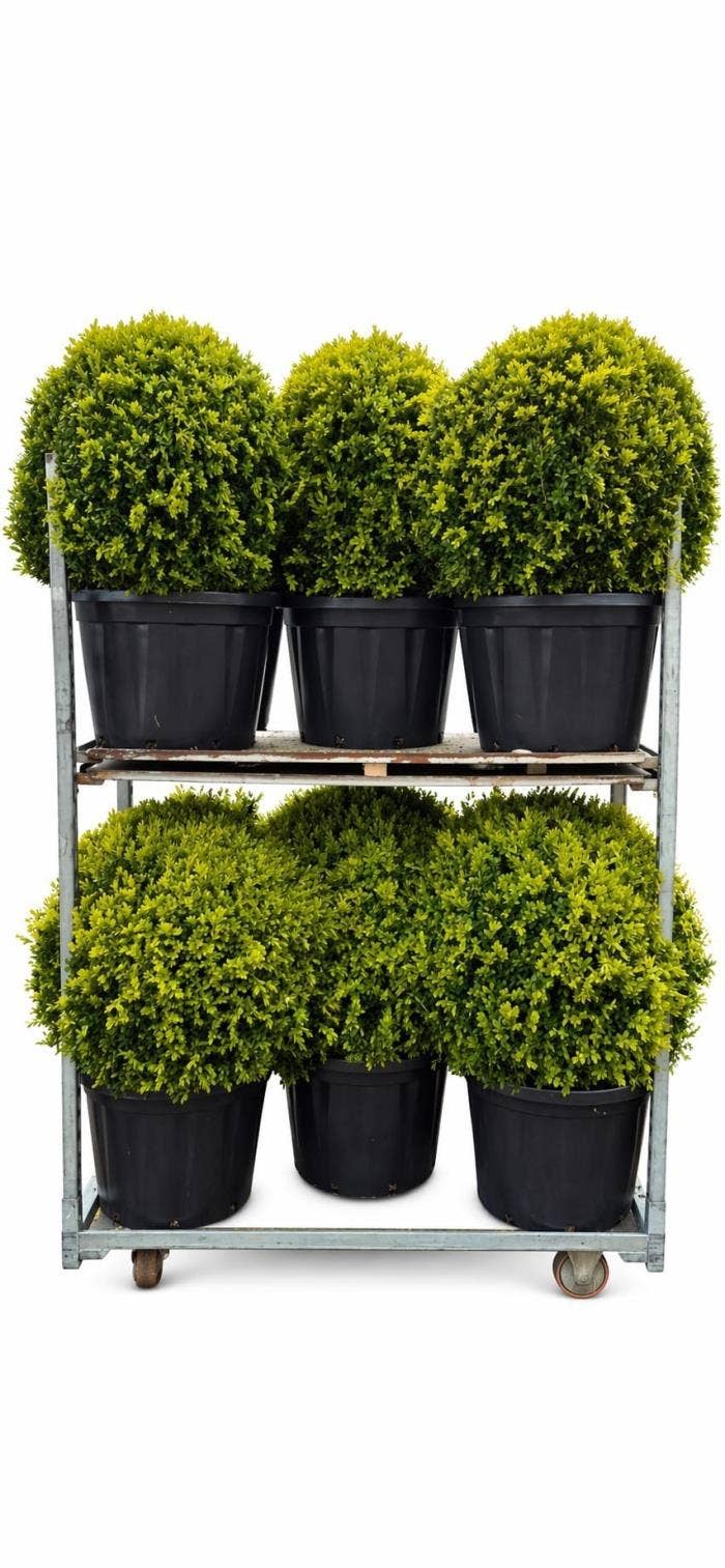 Buxus sempervirens