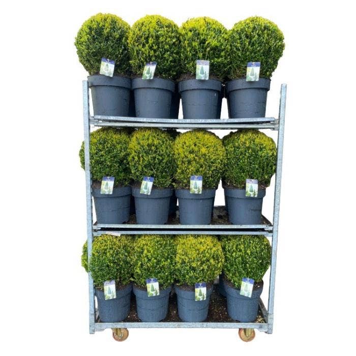 Buxus sempervirens