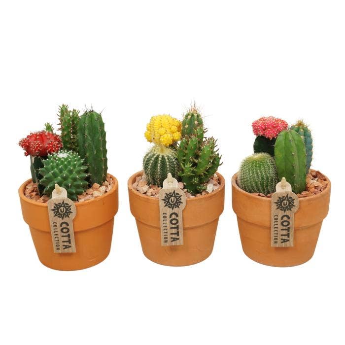 Cactus arr. in terracotta (0952)