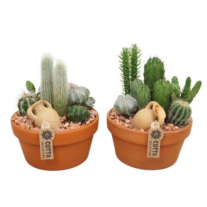 Cactus arr. in terracotta (0955)
