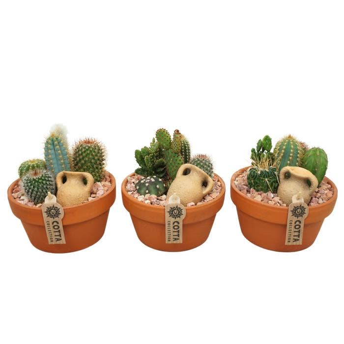 Cactus arr. in terracotta (0959)