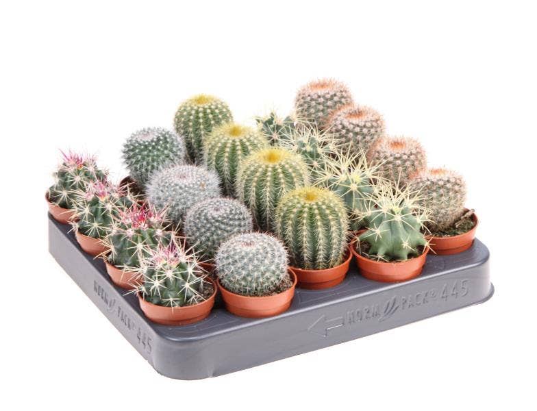 Cactus bol mix