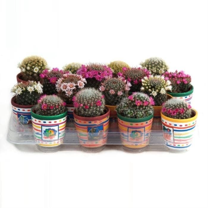 Cactus flowering in Mexico