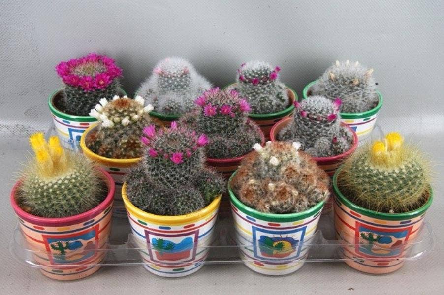 Cactus flowering in Mexico