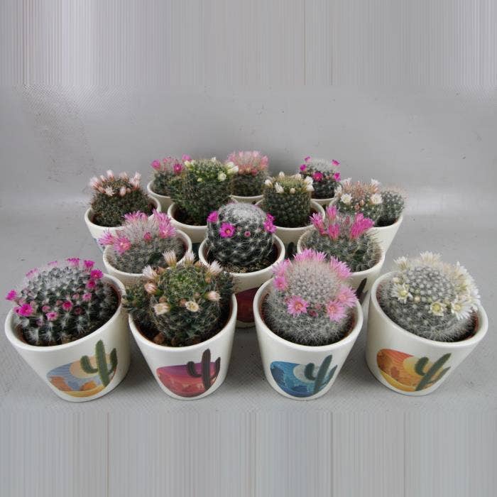 Cactus flowering in Rising Sun