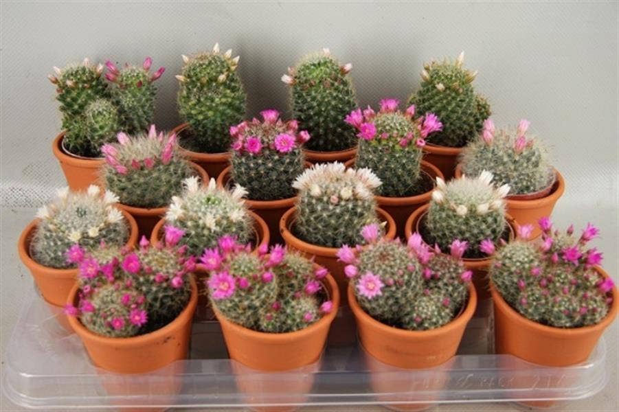 Cactus flowering in terracotta