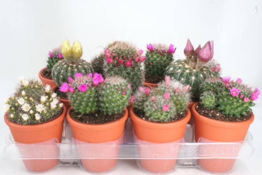 Cactus flowering in terracotta