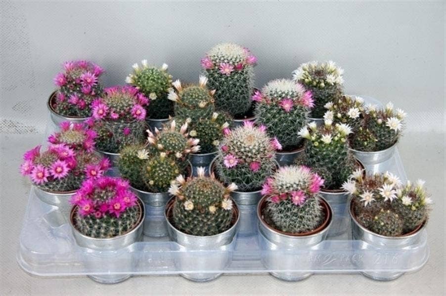 Cactus flowering in Zinc