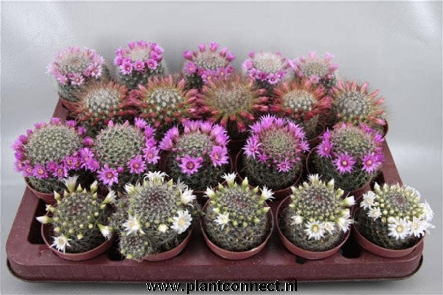 Cactus flowering spring