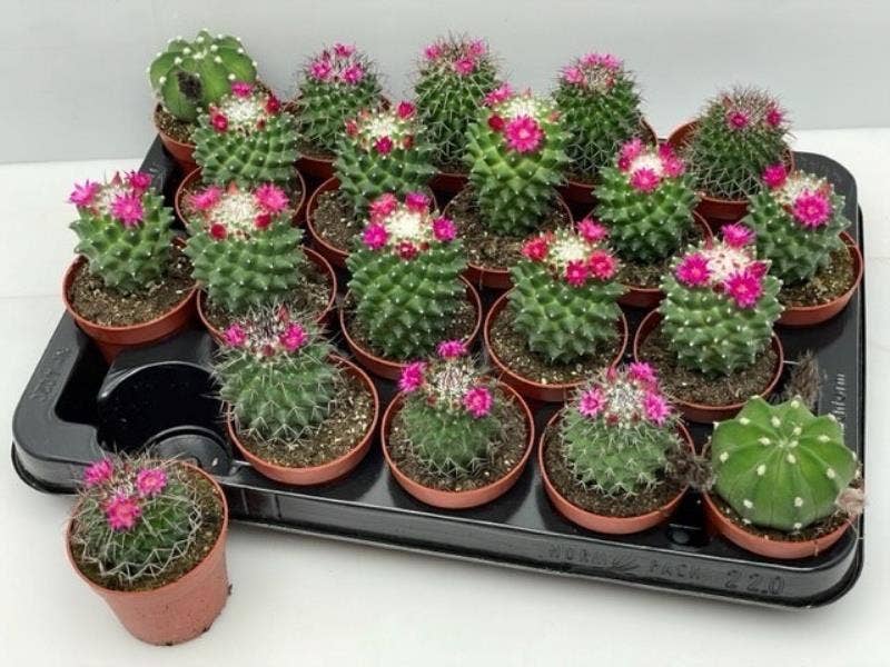 Cactus flowering summer