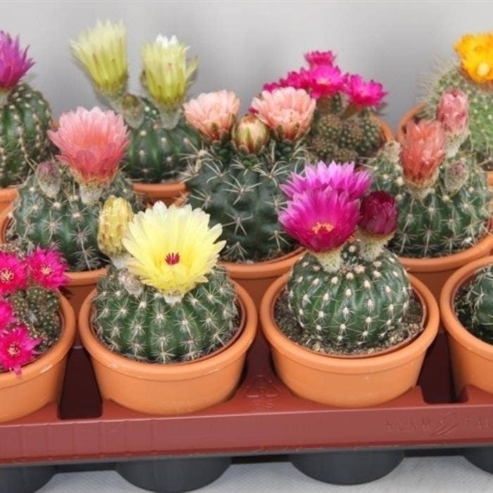 Cactus flowering XXL in terracotta