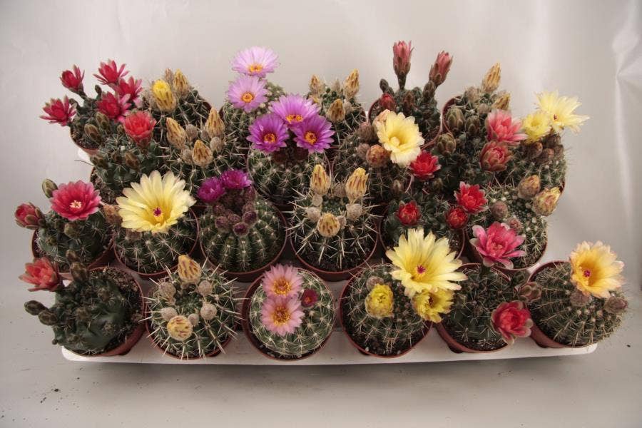 Cactus flowering XXL