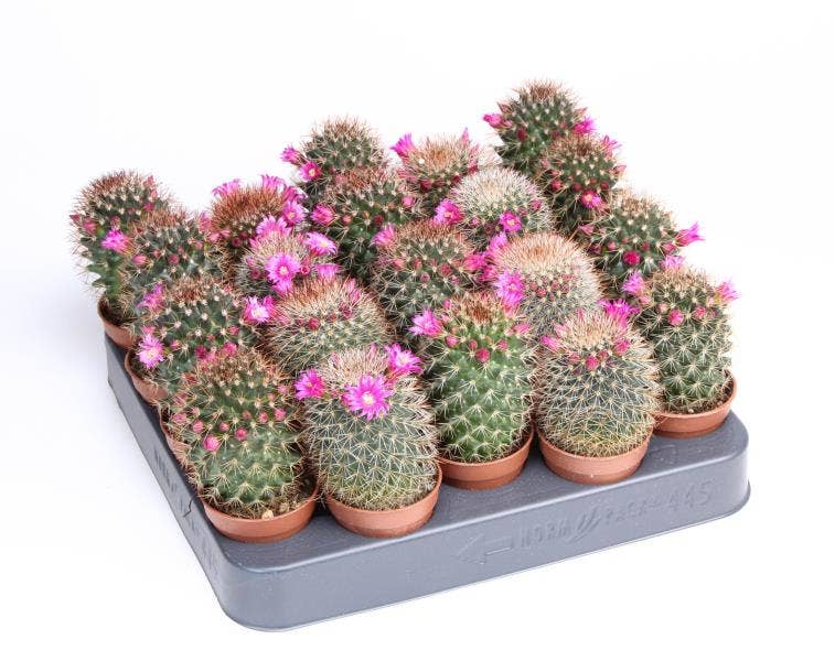 Cactus flowering