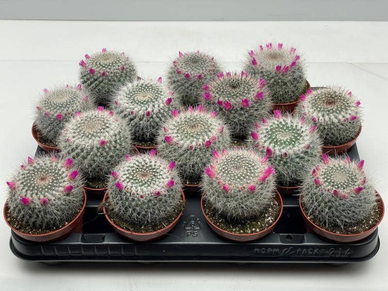 Cactus flowering