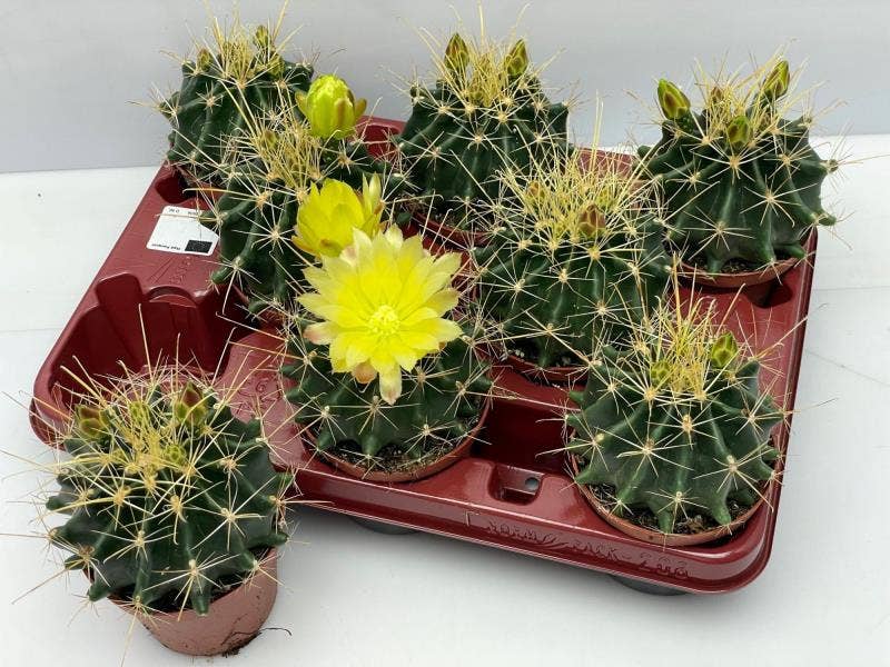 Cactus flowering