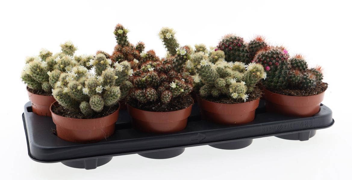 155 Cactus bloei 12 cm