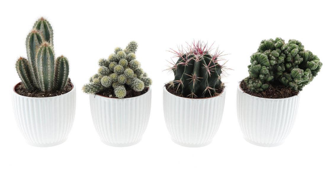 Cactus in Design