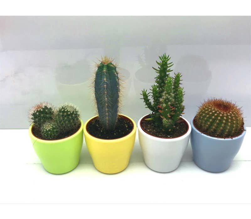 Cactus in 'Happy coloured' ceramic