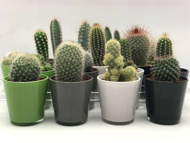 Cactus in high quality glass