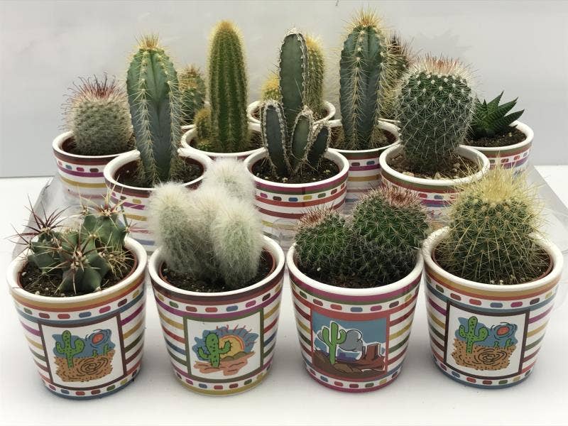Cactus in 'Mexico' ceramic pot
