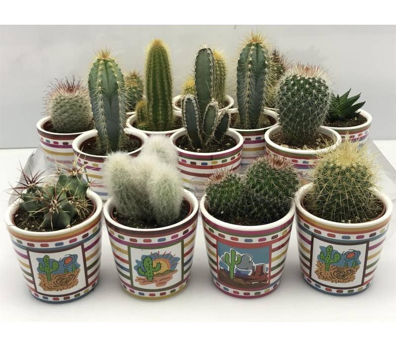 Cactus in 'Mexico' ceramic pot