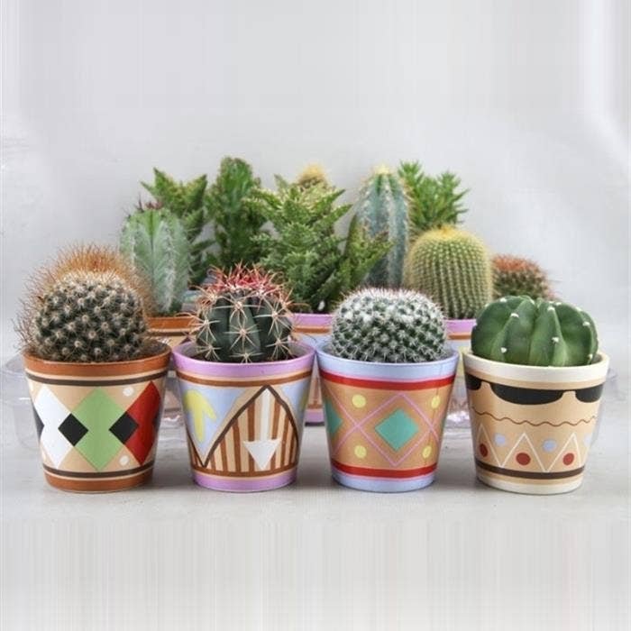 Cactus in 'Picaso' ceramic pot