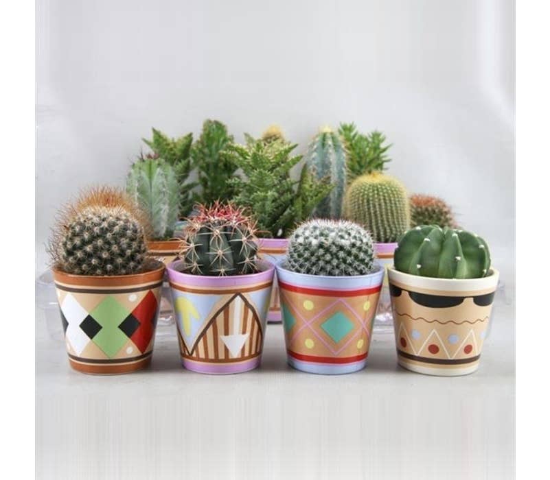 Cactus in 'Picaso' ceramic pot