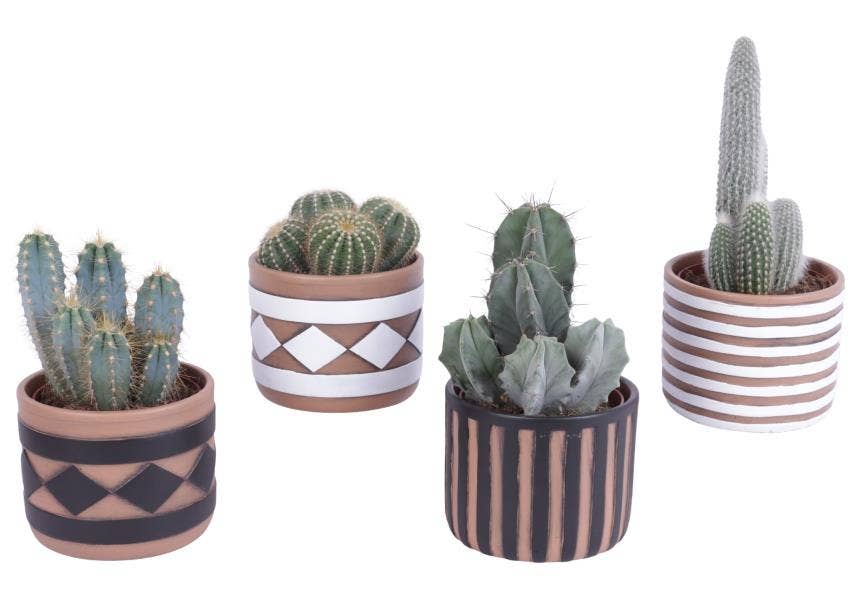 Cactus in Rustic Pattern