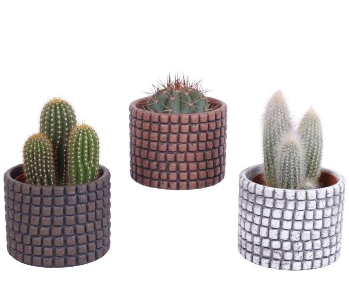 Cactus in Stone Tex