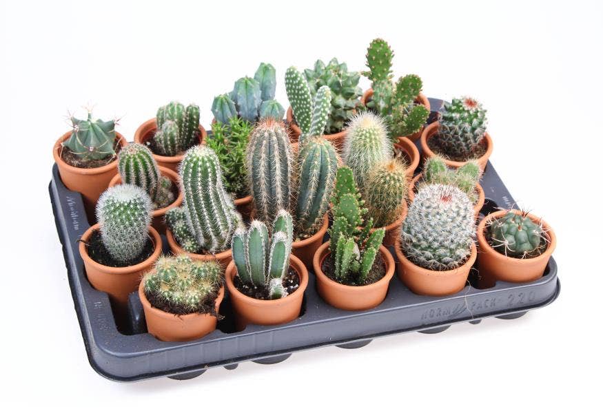 Cactus in terracotta