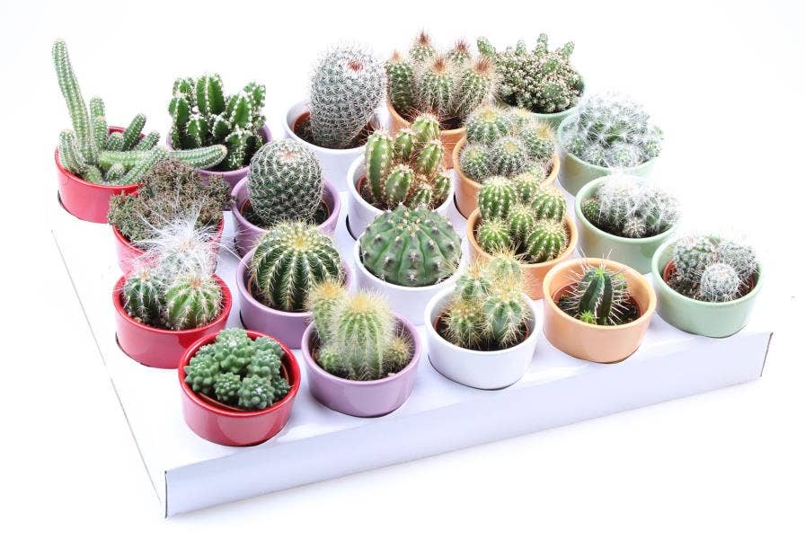 Cactus kleurpot