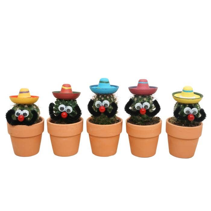 Cactus Mexican in terracotta