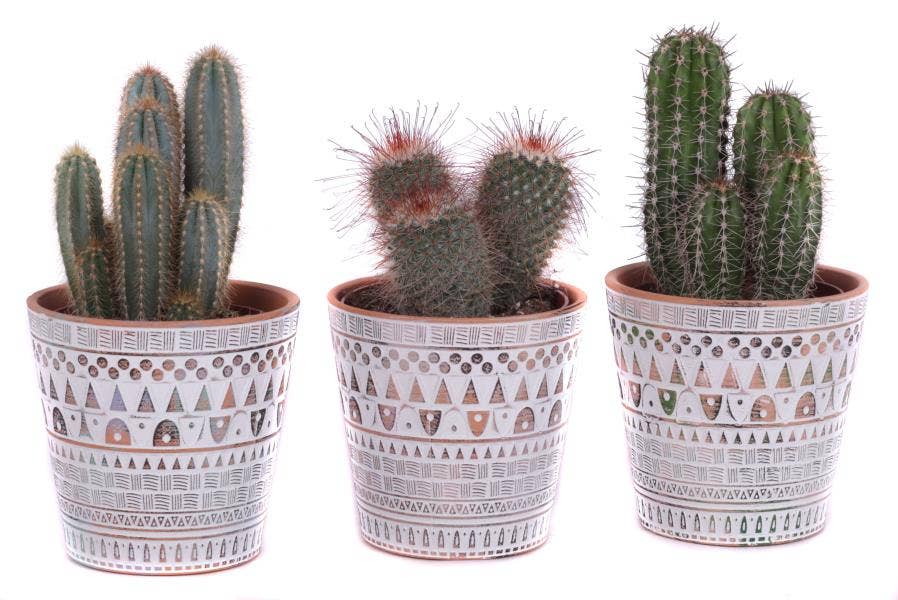 Cactus mix Ø12cm in Ø14cm Ceramic Pot Inca