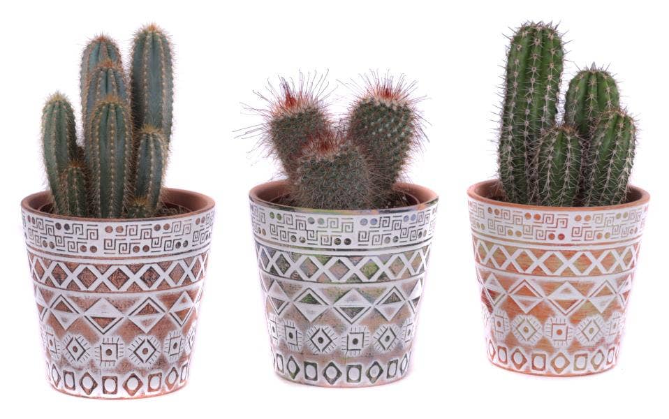 Cactus mix Ø12cm in Ø14cm Ceramic Pot Maya