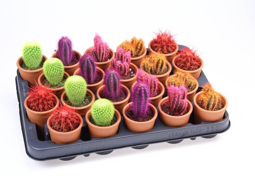 Cactus Rainbow BIO in terracotta