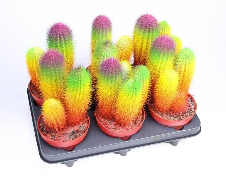 Cactus Rainbow BIO Special Edition
