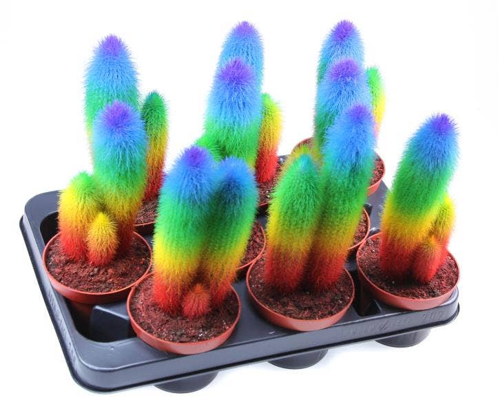 Cactus Rainbow BIO Special Edition