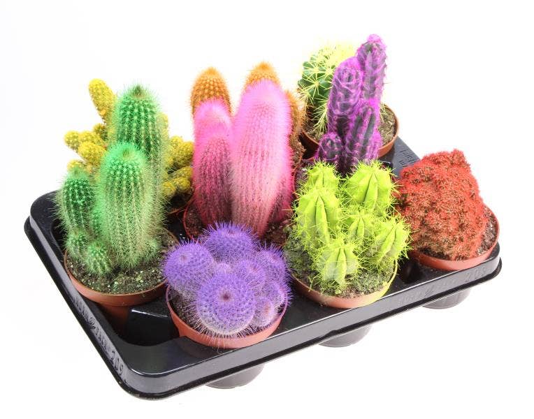 Cactus Rainbow