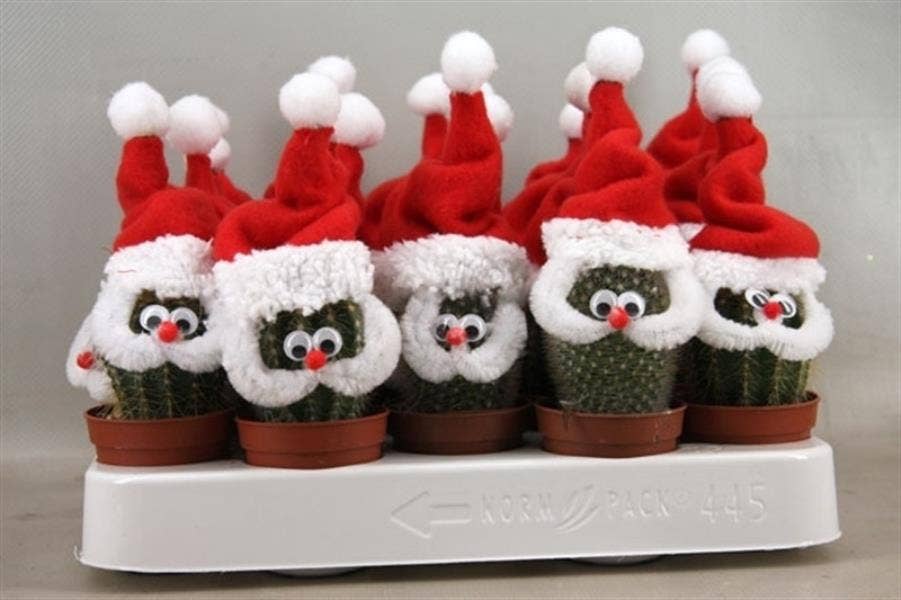 Cactus Santa