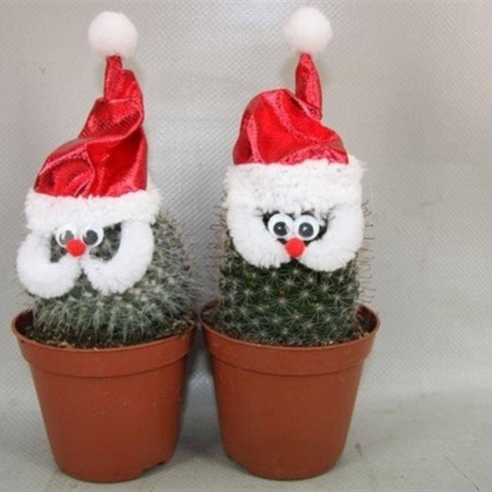 Cactus Santa
