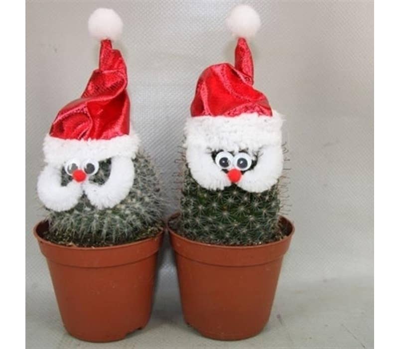 Cactus Santa