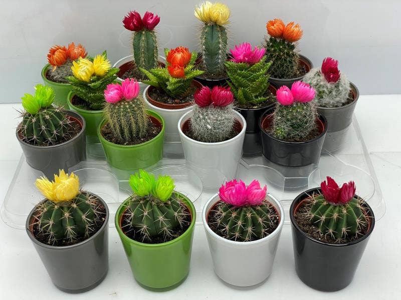 Cactus strawflower in high quality glass