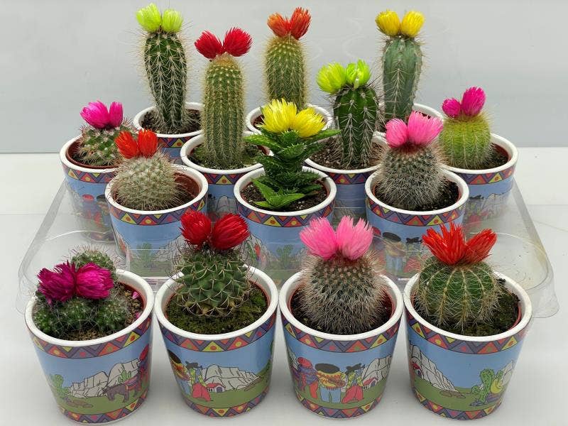 Cactus strawflower in Picasso