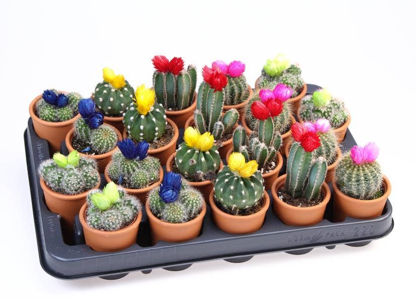 Cactus strawflower in terracotta